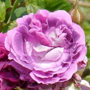 William Lobb - Ruža - William Lobb - Narudžba ruža